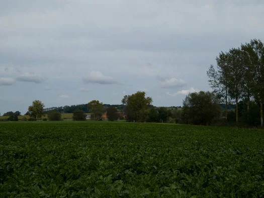 Koppenberg, Zulzeke, Oudenaarde (Belgium)